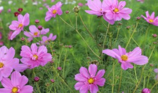 格桑花怎么养(格桑花怎么养殖方法)