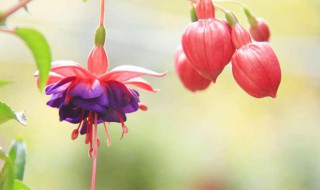 灯笼花的养殖方法 灯笼花的养殖方法如何扦插