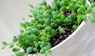珍珠吊兰的养殖方法 珍珠吊兰的养殖方法和注意事项长寿花