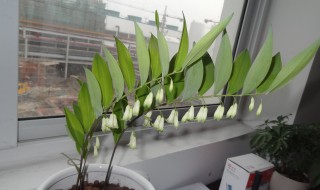 黄精盆景种植方法 黄精盆景种植方法图解