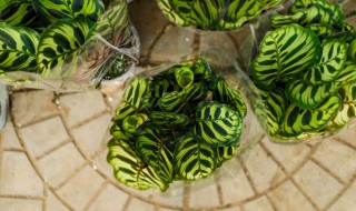 孔雀竹芋怎么养(孔雀竹芋怎么养用什么土)