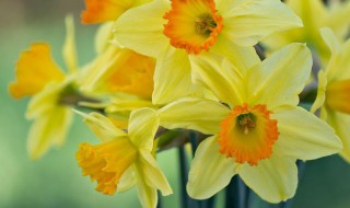 洋水仙的养殖方法和注意事项（洋水仙的养殖方法和注意事项有哪些）