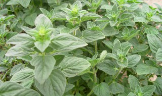 牛至的繁殖方法 牛是怎么繁殖