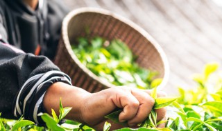 茶树的种植方法（茶树的种植方法有几种）