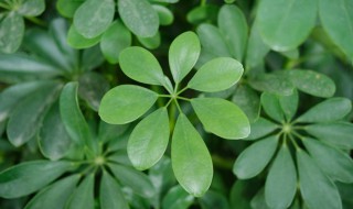 鸭掌木怎么养长的好 鸭掌木怎么养长的好