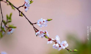 2021立春意味着什么 2021是什么立春