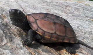 草龟怎么选(草龟怎么选品相)