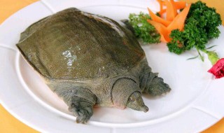 甲鱼怎么选（甲鱼怎么选好吃）