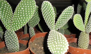 仙人掌白毛掌的养殖方法 仙人掌白毛掌怎么养殖