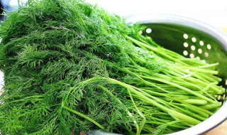 茴香根冬天越冬方法 茴香根可以过冬吗