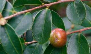 大油茶树移栽后的管理方法 大型油茶树移栽方法