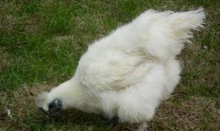 乌鸡怎么选（乌鸡怎么选新鲜）