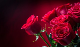 玫瑰花怎么选（泡水的玫瑰花怎么选）