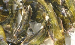 黄骨鱼养殖技术和方法(黄骨鱼养殖技术和方法图解)