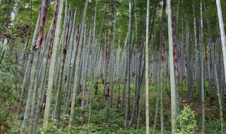 毛竹快速种植方法（毛竹快速种植方法图片）