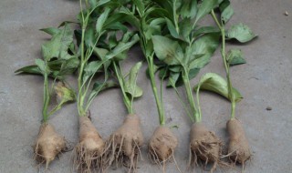 白术种植方法管理技术 白术种植与管理技术