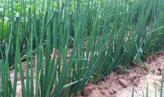 小葱育苗播种方法（小葱育苗播种方法图解）