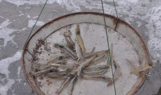 养虾的正确方法大全(养虾的正确方法大全视频)