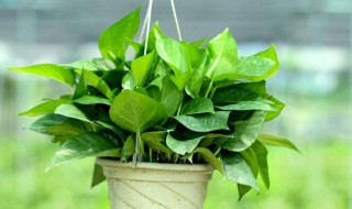 防电脑辐射的植物 防电脑辐射的植物盆栽