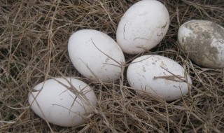 鹅蛋做法大全简单好吃（鹅蛋好吃的做法）