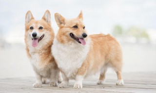 狗口臭怎么弄(狗有口臭怎么弄)