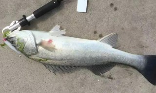 钓海鲈技巧教学（海鲈怎么钓海鲈钓法）