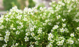 满天星种子种植技巧 怎样种植满天星种子