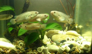 过山鲫饲养技巧 过山鲫饲养技巧视频