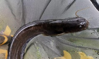 野河钓鲶鱼的技巧（野河钓鲶鱼的技巧和方法）