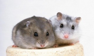 仓鼠饲养小技巧 仓鼠饲养小技巧有哪些