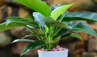 金钻怎么养 绿植金钻怎么养