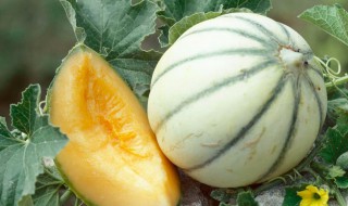 甜瓜种子催芽小技巧（甜瓜籽如何催芽）