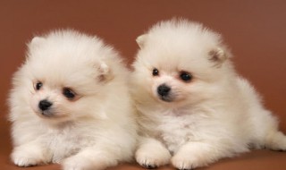 怎么选博美 怎么选博美狗 知乎