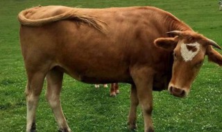 力字打一生肖（劲字打一生肖是什么）