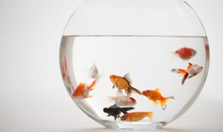 人工养殖小鱼方法 小鱼的养殖方法