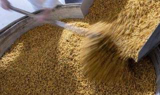 发酵玉米粒的制作方法 玉米粒怎样自然发酵