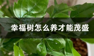 幸福树养殖方法和注意事项 幸福树养殖方法和注意事项视频