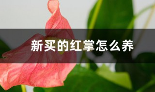 刚买回来的红掌怎么养护（新买的红掌怎么养护）