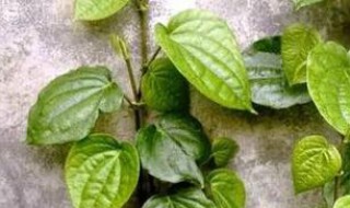 蒌叶种植技巧（蒌叶种植技巧图解）