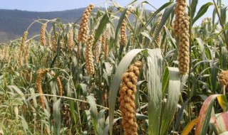 种谷苗的正确方法 种谷苗的正确方法图片