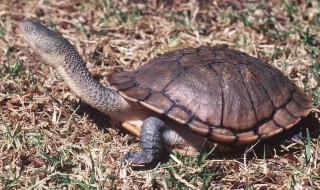 蛇颈龟养殖技巧 怎样养殖蛇颈龟