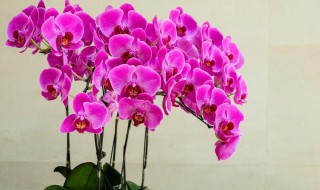 冬天蝴蝶兰浇水的正确方法（冬天蝴蝶兰浇水的正确方法是）