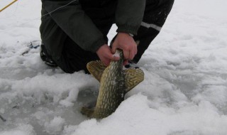 冰面挖洞钓鱼技巧（冰面挖洞钓鱼技巧）
