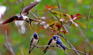 好听诗意的含燕的网名(带燕字有诗意的网名)