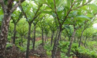 梦幻摇钱树苗怎么种（梦幻摇钱树苗怎么种才能摇更多次）