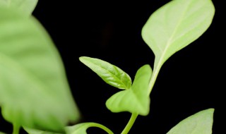 培育绿植小技巧(养绿植知识大全与技巧)