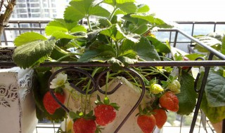 冬天阳台种草莓怎么保温（冬天阳台种草莓怎么保温好）