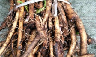 蒲公英根储存技巧 蒲公英根储存技巧和方法