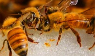 新老蜂王储存技巧（新老蜂王储存技巧视频）