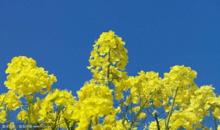 油菜花观察日记400字 油菜花观察日记400字怎么写